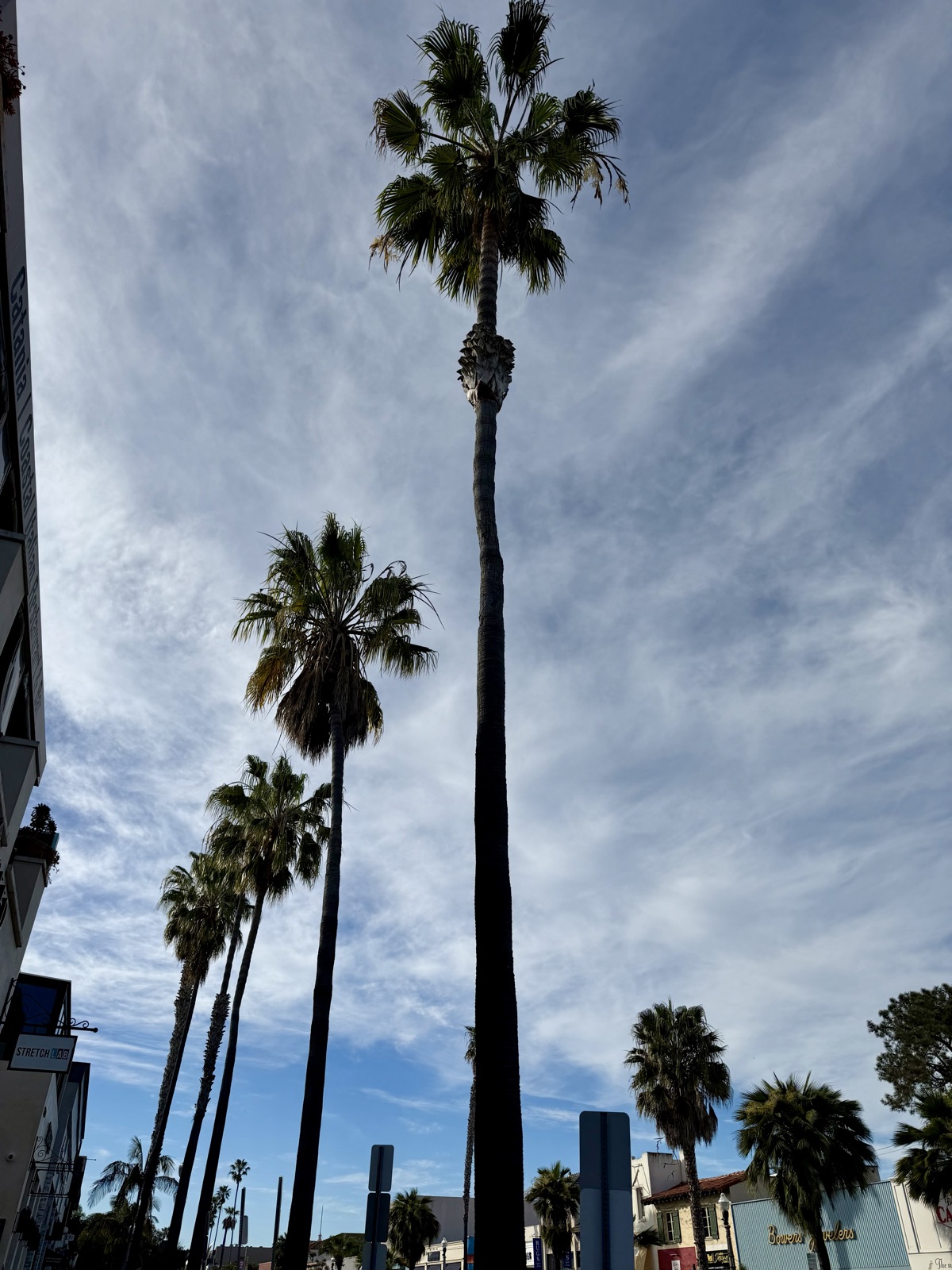 Tall palm trees against a cloudy blue sky